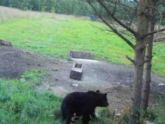 Под поселком Коробицыно медведь напал на грибников: они спаслись бегством