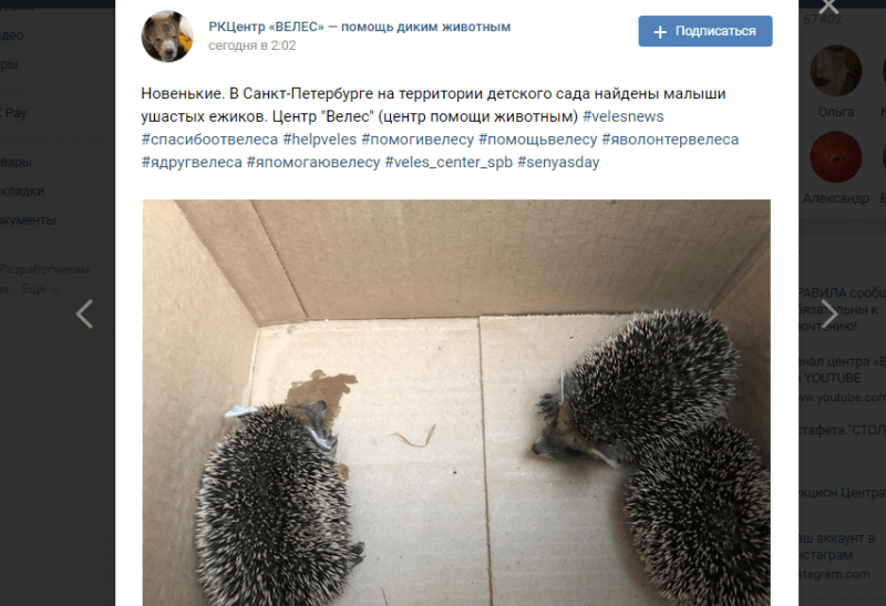 Ушастых ежей нашли у детского сада в Петербурге