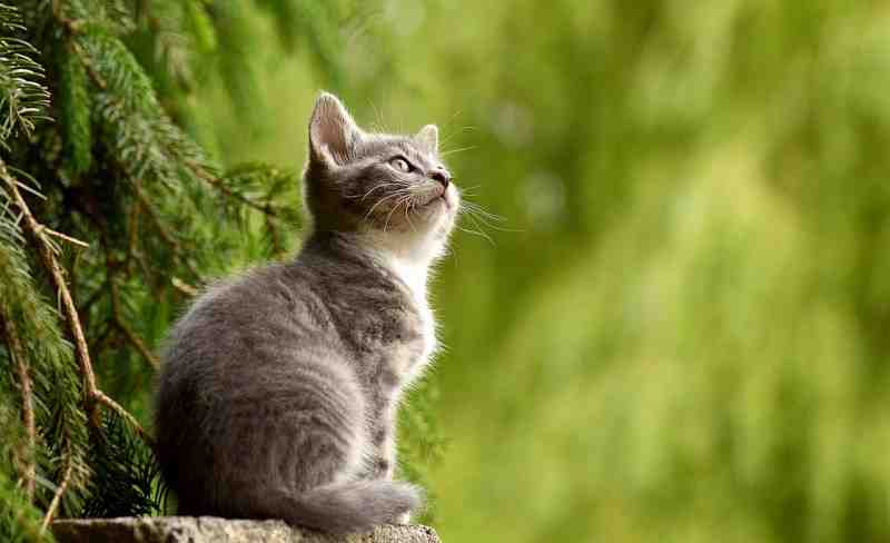 Ученые выяснили, насколько кошки привязаны к хозяевам