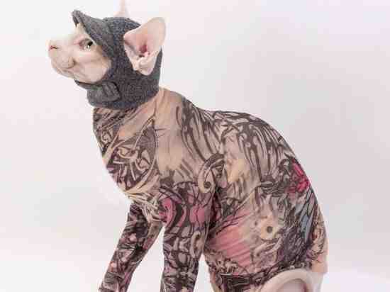 Активисты-кошатники из Петербурга попросили запретить татуировать кошек