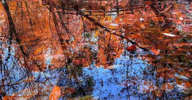 Осень в парке Екатерингоф Фото: __erratic__
