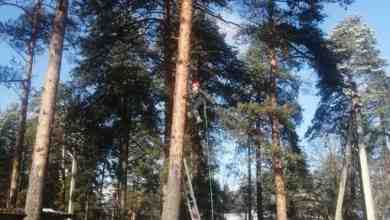 В Ленобласти спасли котёнка Кирюшу, просидевшего на дереве семь суток Волонтеры отряда «Кошкиспас» 29…