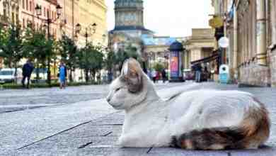 Управление ветеринарии Петербурга планирует получить финансирование от властей города на стерилизацию и лечение бездомных…