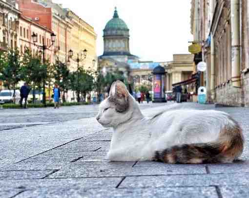 Управление ветеринарии Петербурга планирует получить финансирование от властей города на стерилизацию и лечение бездомных…