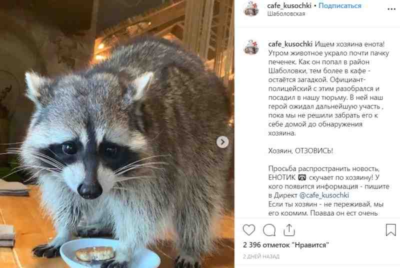 Бродячий енот устроил погром в московском кафе |