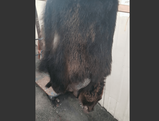 На Полюстровском рынке изъяли три медвежьих шкуры