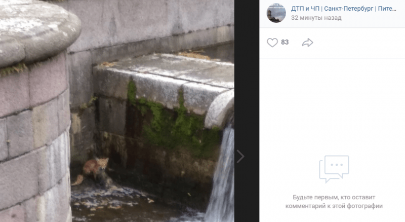 Из фонтана в Петергофе спасли лису, нырнувшую за уткой