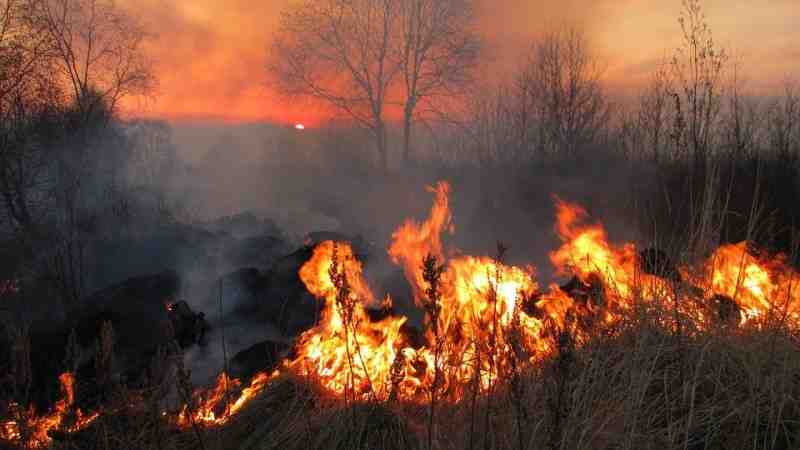 В Ленобласти сократилась площадь лесных пожаров в шесть раз