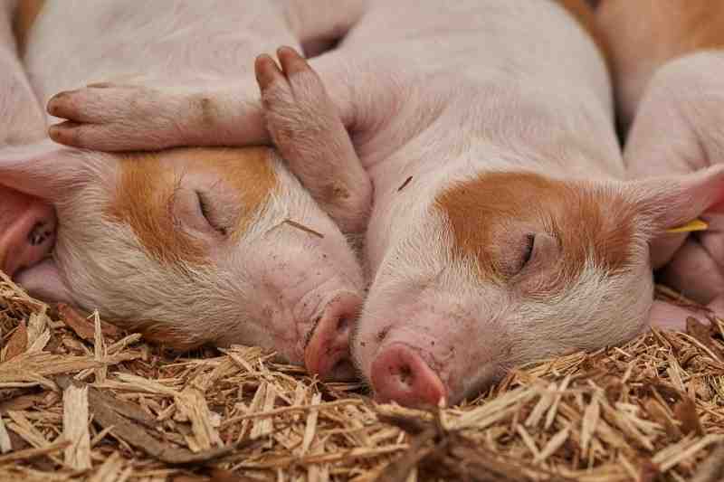 Свиньи в Ромашках испортили почву на 55 млн рублей