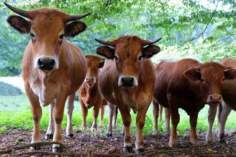 В Ганино расследуют смерть мужчины от стада коров
