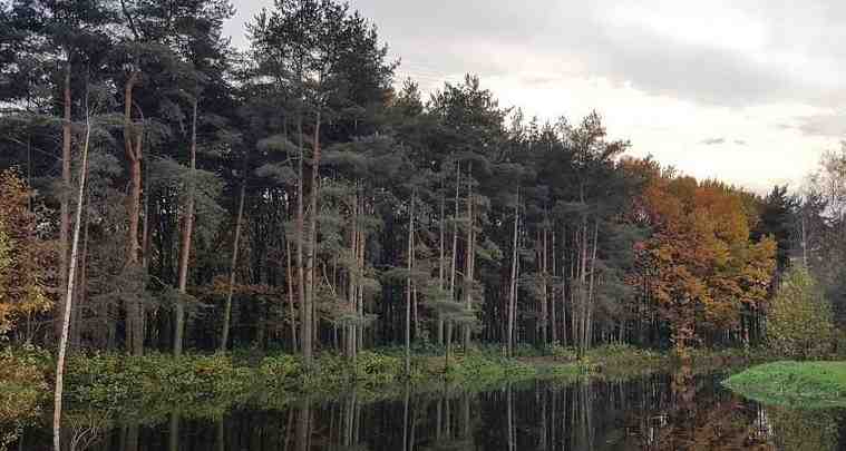 5 крупнейших лесопарков Петербурга Регулярные парки и аккуратные скверы не сравнятся с настоящим лесом,…