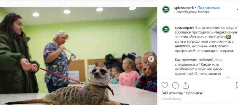 В Ленинградском зоопарке школьников познакомили с профессией ветеринар |