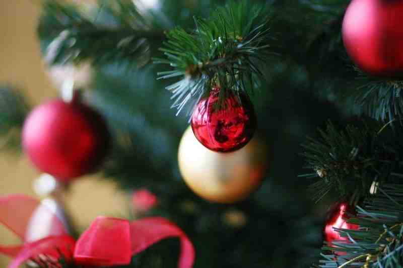 Жителям Ленобласти рассказали, где искать новогоднюю елку