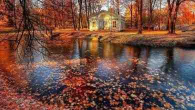 Царское Село, Александровский парк и опавшие осенние листья Удивительная красота