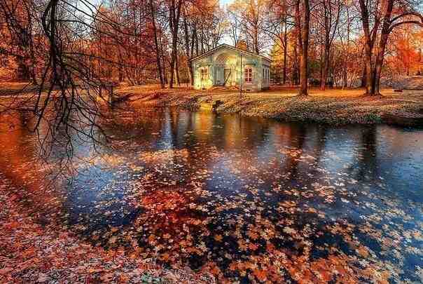 Царское Село, Александровский парк и опавшие осенние листья Удивительная красота