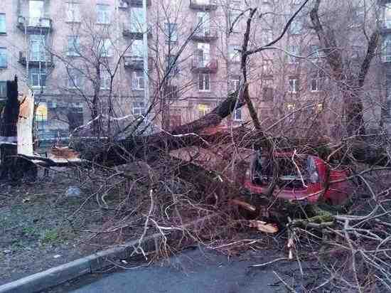 МЧС подсчитало количество упавших в Петербурге деревьев и крыш
