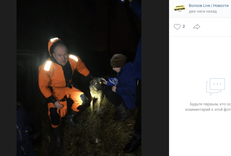 Школьники спасли собаку, которая два дня просидела в холодной воде в Ленобласти |