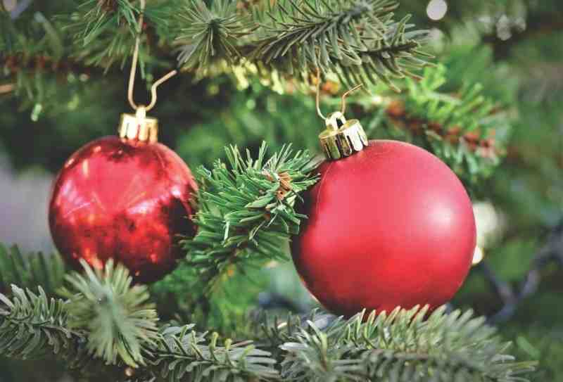 Жителям Ленобласти выдают новогодние елки по паспорту