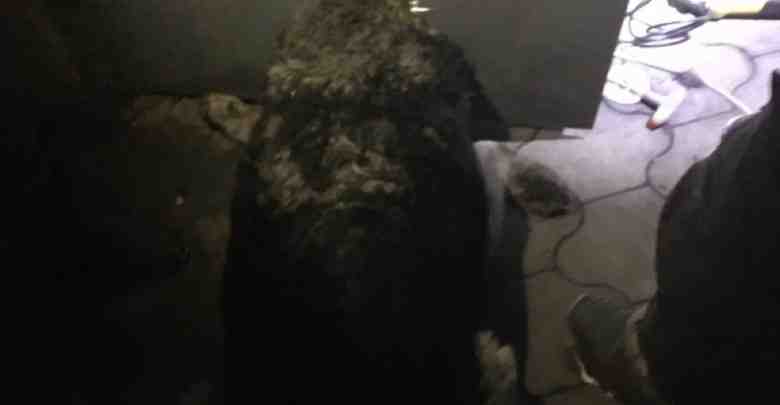 01 января в 06:31 в деревне Васкелово собака застряла в вентиляционном окне, металлической двери….