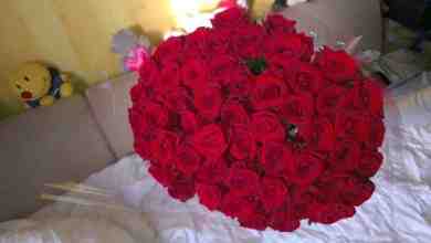 АКЦИЯ на Российскую розу!!!!! Красная роза 50см — 49 рублей Цветная роза…
