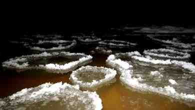 На Ладожском озере образовались ледяные круги. Это заметил кандидат биологических наук Павел Глазков. В…