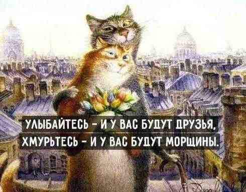 Совет от Петербургских котов прост