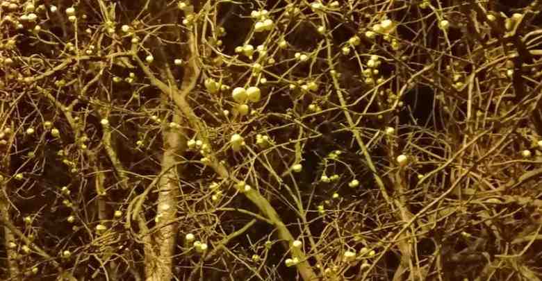 В районе Лесной были замечены созревшие яблоки