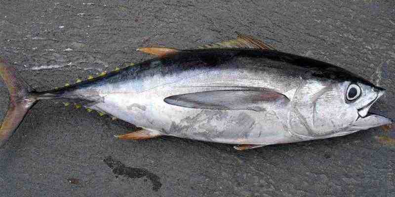 В Японии продали голубого тунца за $2 млн |