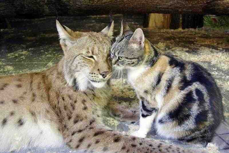 В Ленинградском зоопарке умерла дружившая с рысью кошка Дуся |