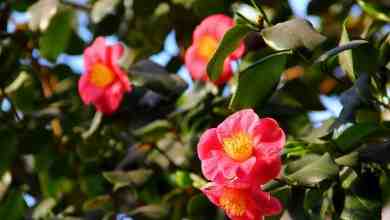 День всех влюбленных в Ботаническом саду Что может быть романтичнее, чем прогулка среди цветущих…