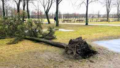 Не менее 20 деревьев стали жертвами урагана в Петербурге. Больше всего пострадал от сильных…