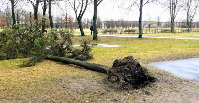Не менее 20 деревьев стали жертвами урагана в Петербурге. Больше всего пострадал от сильных…