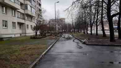 Ветер повалил дерево на Нахимова 3к1