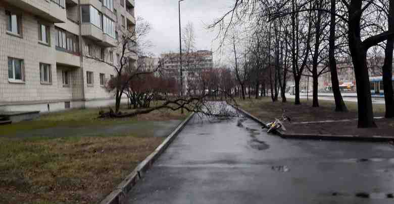Ветер повалил дерево на Нахимова 3к1