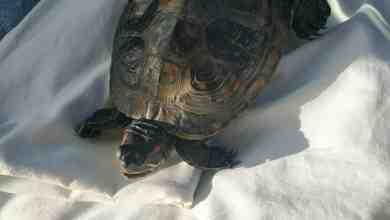 Житель Петербурга спас черепаху, которую заметил в пруду в Горелово. Она замерзла и забралась…