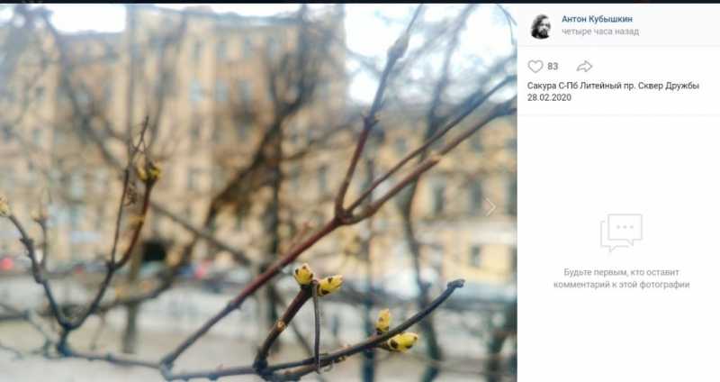 Петербуржцы сфотографировали расцветшую сакуру |