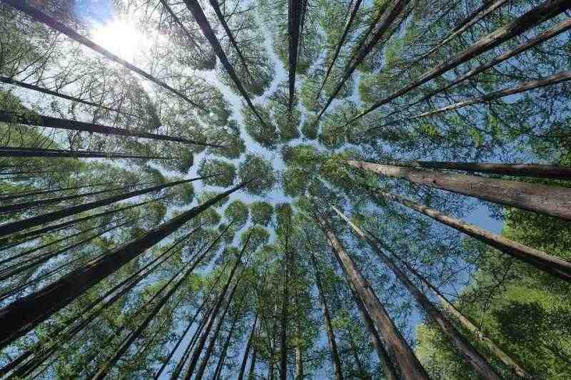 В Ленобласти восстановили более 20 тысяч гектаров леса