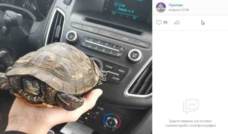В Горелово спасли черепаху и назвали ее Тортилла