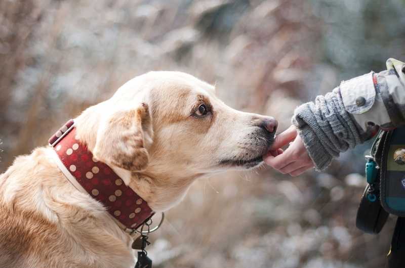 Собак-помощников в Петербурге могут приравнять к поводырям