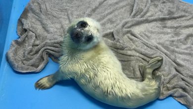 Фонд друзей балтийской нерпы рассказали о первом за сезон случае спасения детеныша серого тюленя….
