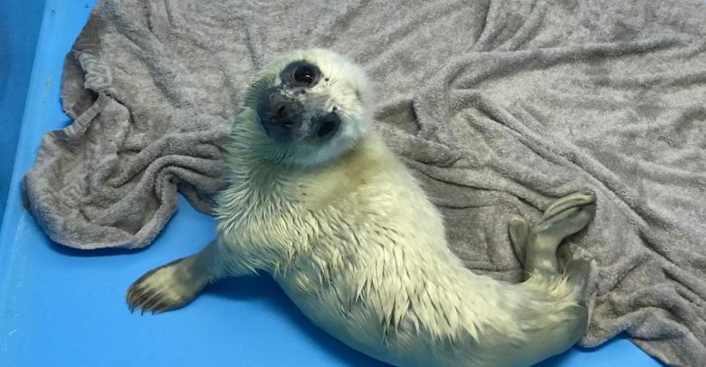 Фонд друзей балтийской нерпы рассказали о первом за сезон случае спасения детеныша серого тюленя….