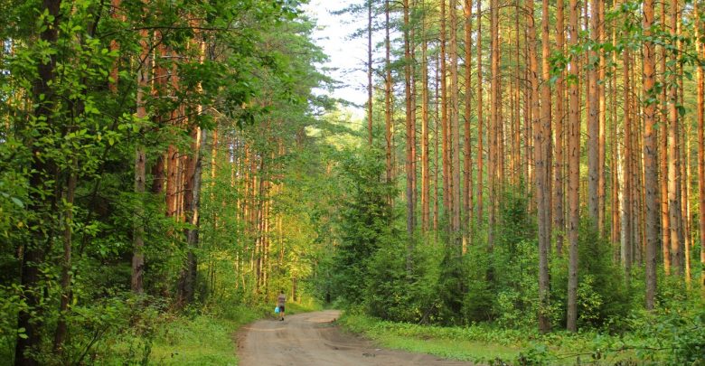 С 30 марта по 1 мая 2020 года в Петербурге запрещено посещение лесопарковых зон…