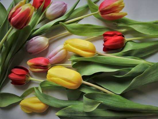 В Петербург к 8 марта привезли 16 миллионов цветов