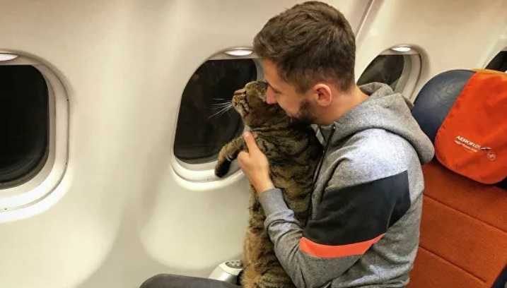 S7 изменила правила перевозки животных после инцидента с котом Виктором