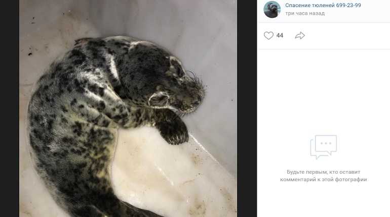 В Сосновом Бору спасли раненного тюлененка |