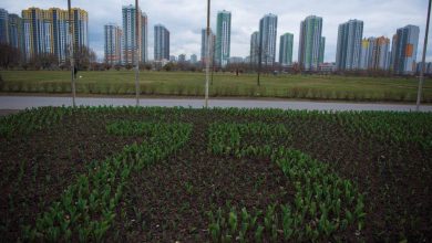 Во Фрунзенском районе в парке Интернационалистов взошли 10 тысяч тюльпанов