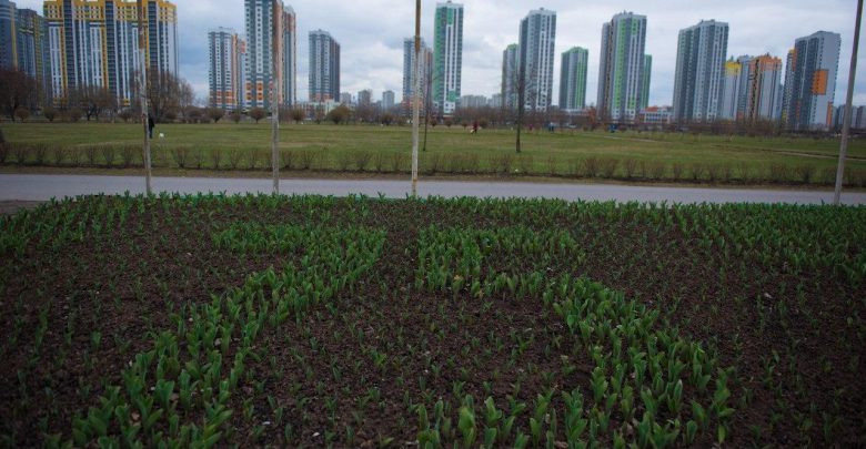 Во Фрунзенском районе в парке Интернационалистов взошли 10 тысяч тюльпанов
