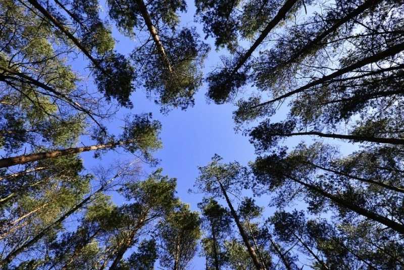 Ленобласть стала первой по лесной эффективности