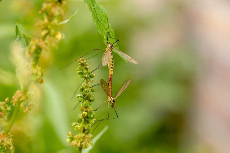 Ученые нашли способ борьбы с комарами