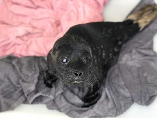 В Репино проходят реабилитацию почти 30 тюленят и нерпят
